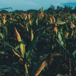 Gabriel Batistuta brilha fora dos gramados: craque argentino investe em agronegócio com propriedade de 20 mil hectares