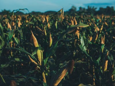 Gabriel Batistuta brilha fora dos gramados: craque argentino investe em agronegócio com propriedade de 20 mil hectares