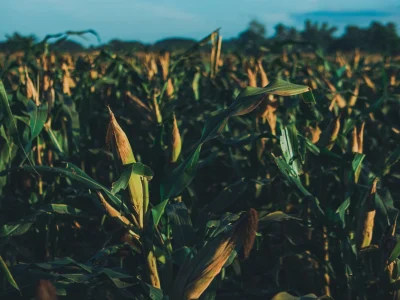 Gabriel Batistuta brilha fora dos gramados: craque argentino investe em agronegócio com propriedade de 20 mil hectares