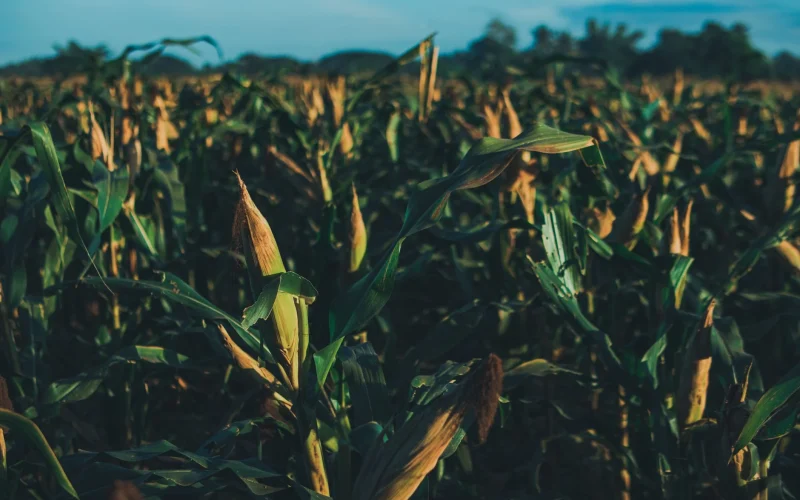 Gabriel Batistuta brilha fora dos gramados: craque argentino investe em agronegócio com propriedade de 20 mil hectares